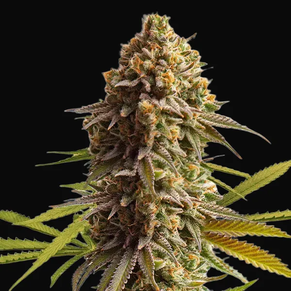 Wedding Cake Auto