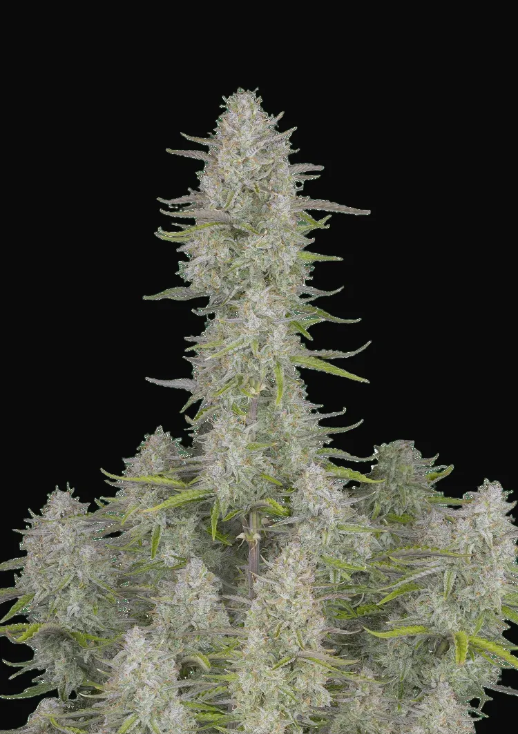 Wedding Cheesecake Auto