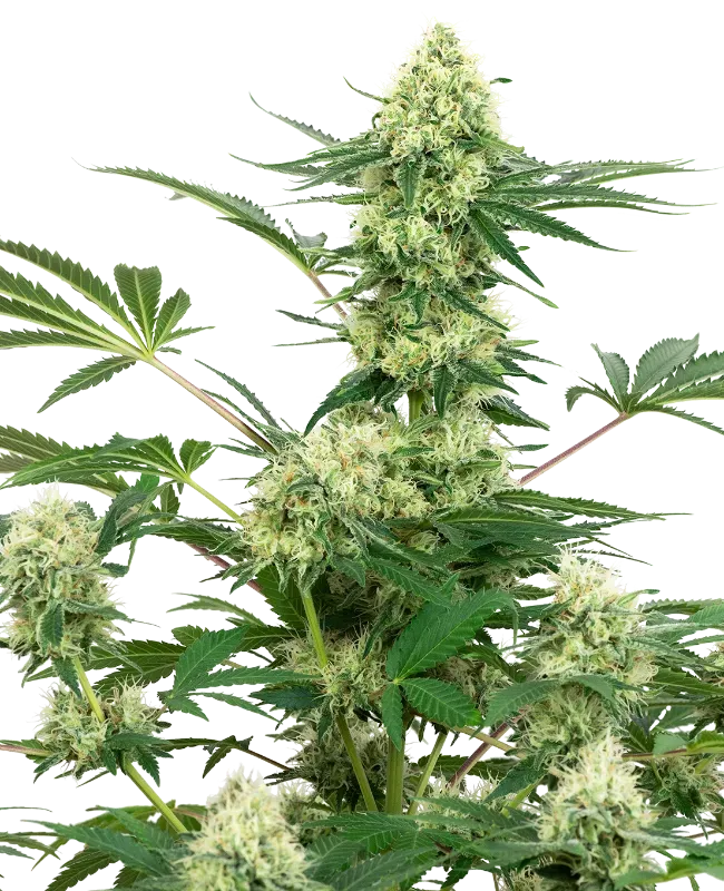 Wedding Cheesecake Feminized