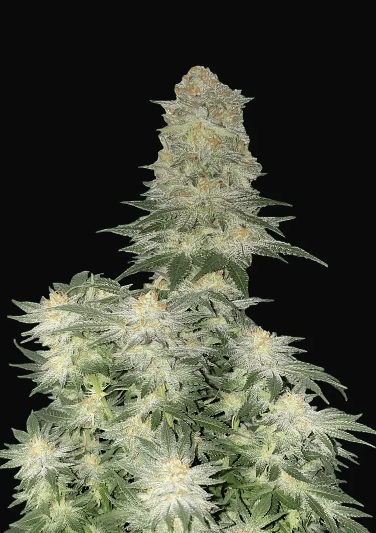 Wedding Cheesecake FF