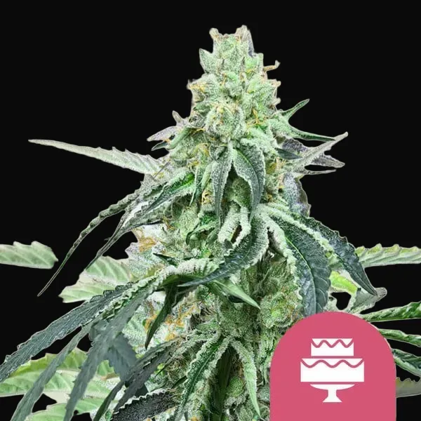 Wedding Gelato
