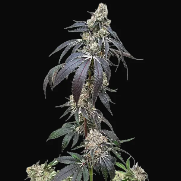 Wedding Gelato