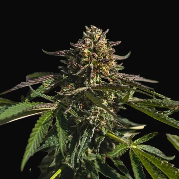 Wedding Gelato