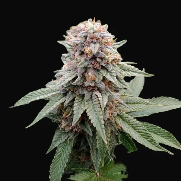 Wedding Gelato