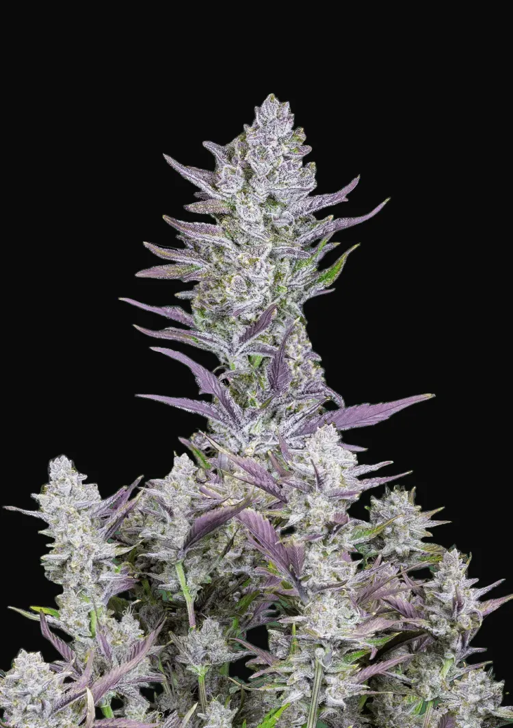 Wedding Glue Auto