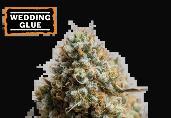 Wedding Glue Auto