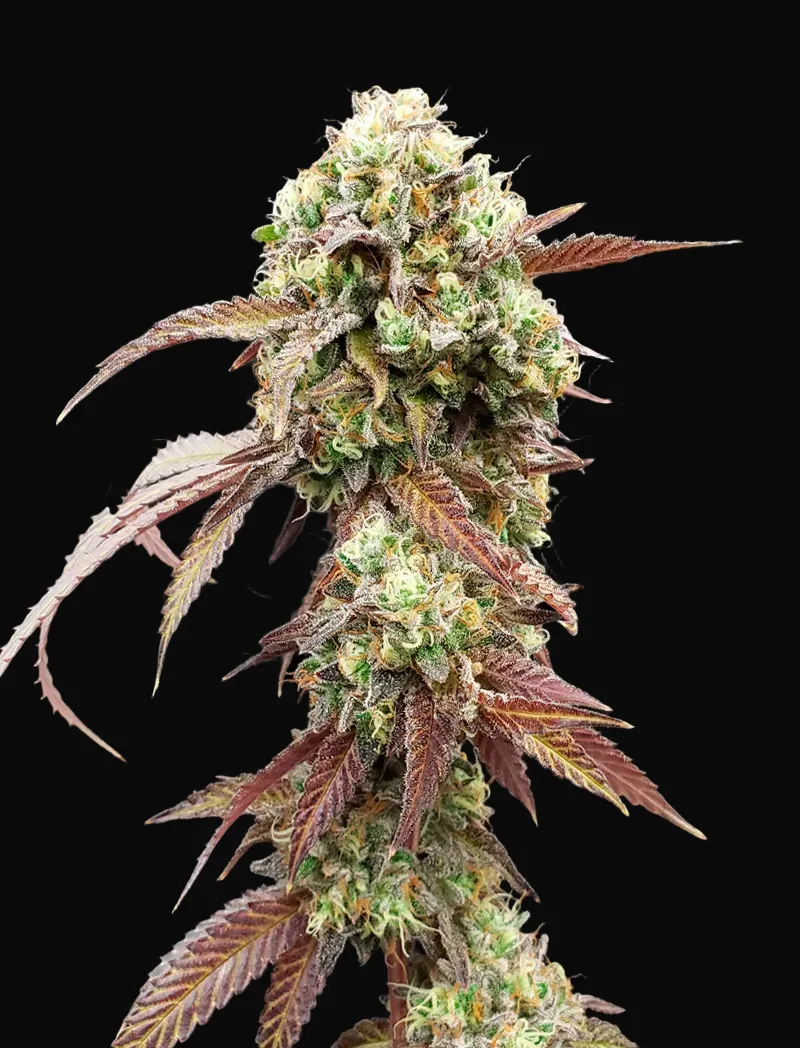 West Coast OG x Gelato Auto 41
