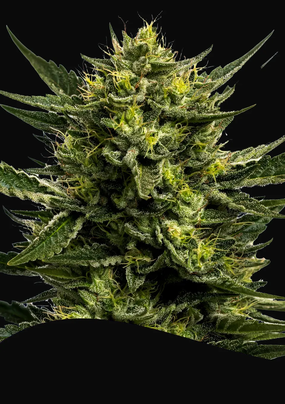 Wham Boom Auto