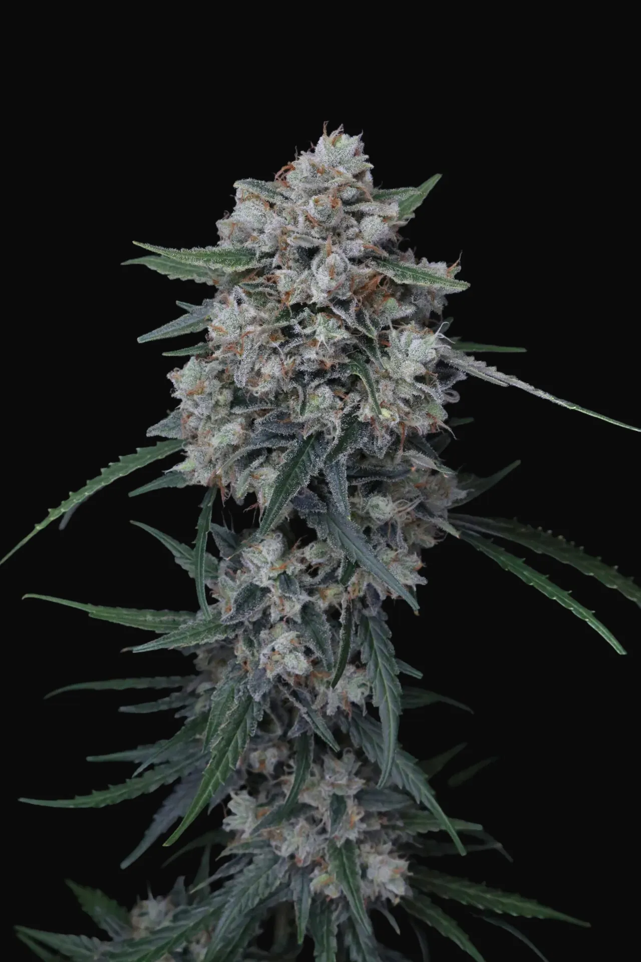 Whipped Runtz Auto