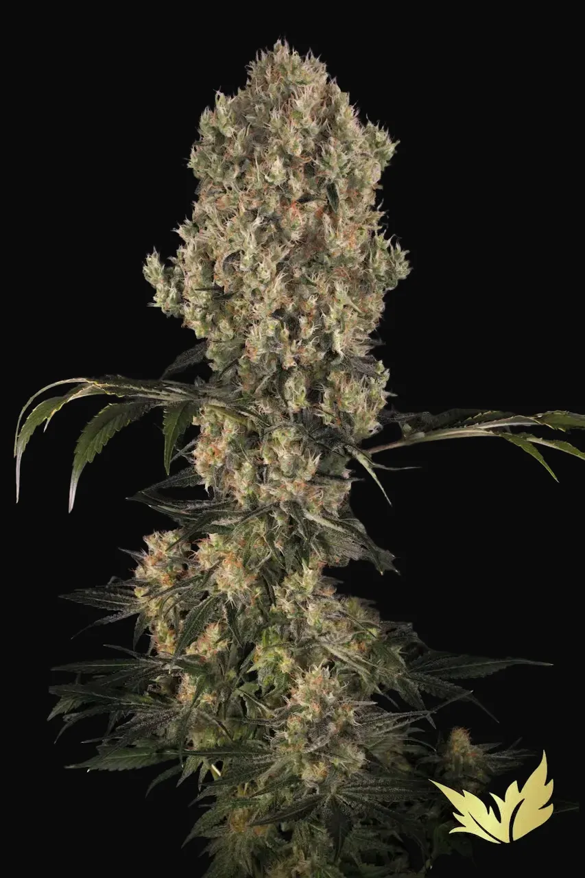 White Berry