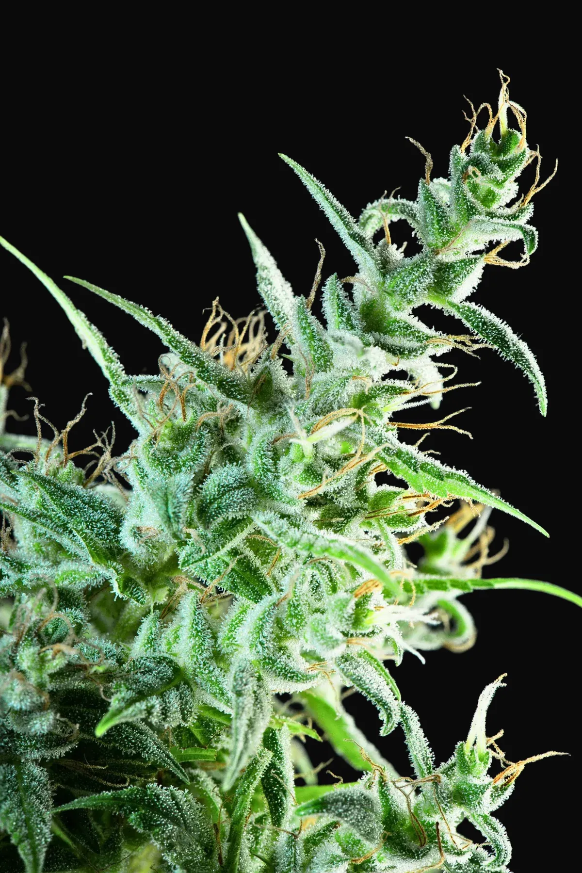 White Bhutanese