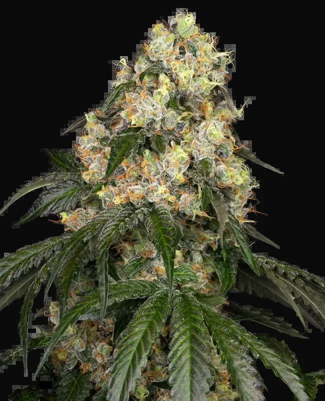 White Biscotti OG XXL Feminized