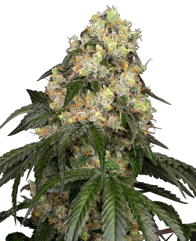 White Biscotti OG XXL Feminized