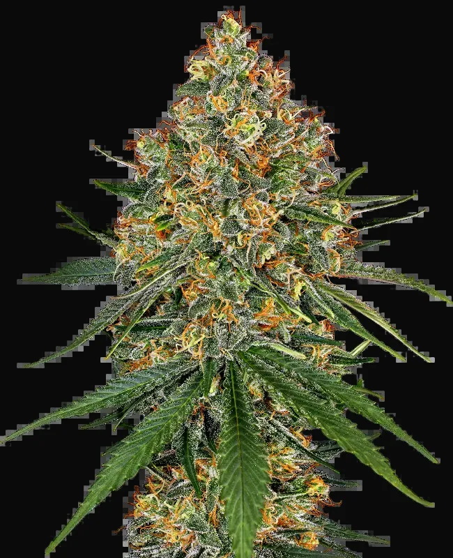 White Cheese Feminized