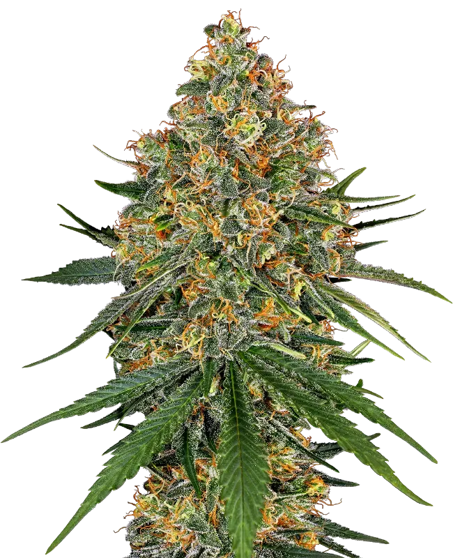 White Cheese Feminized