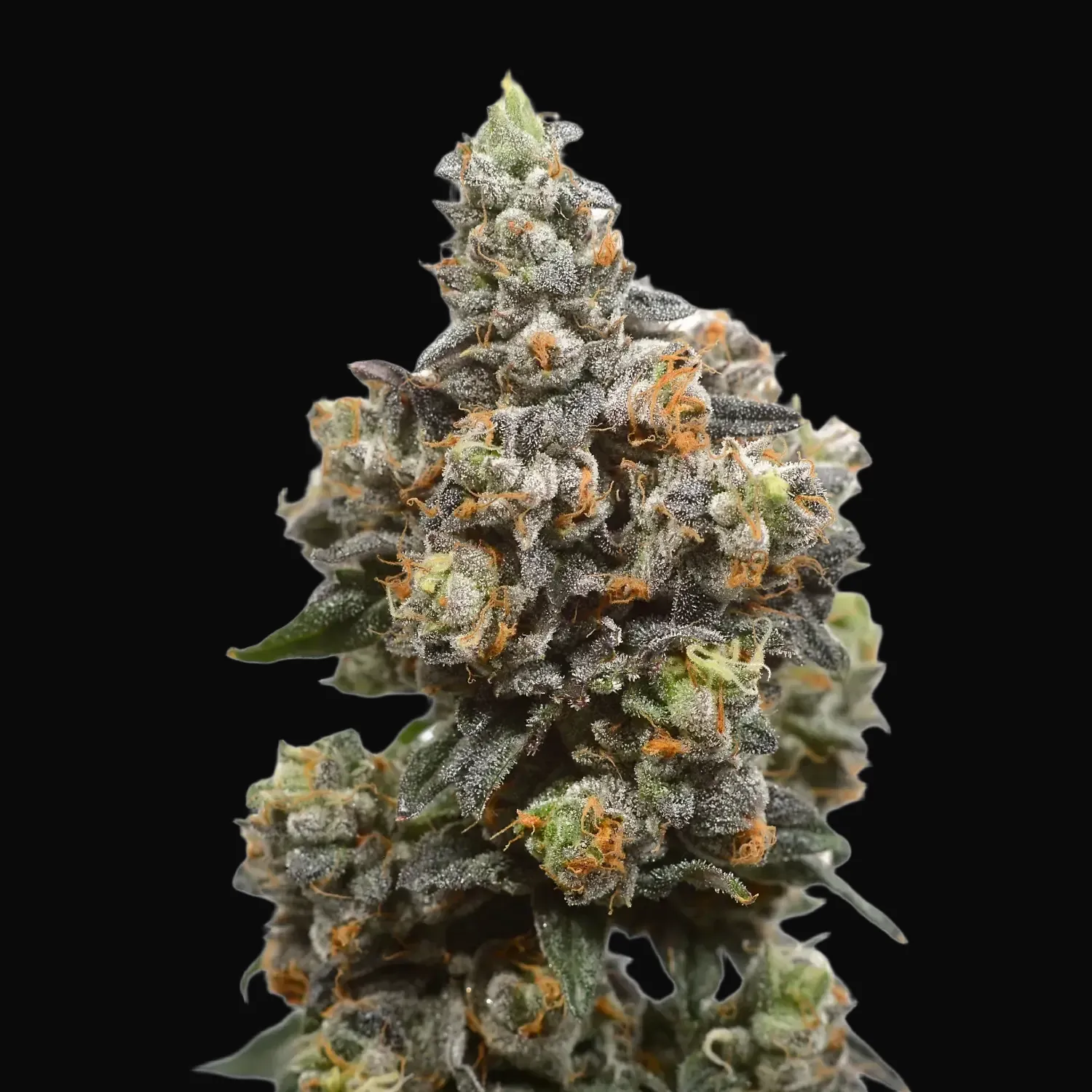 White Choco