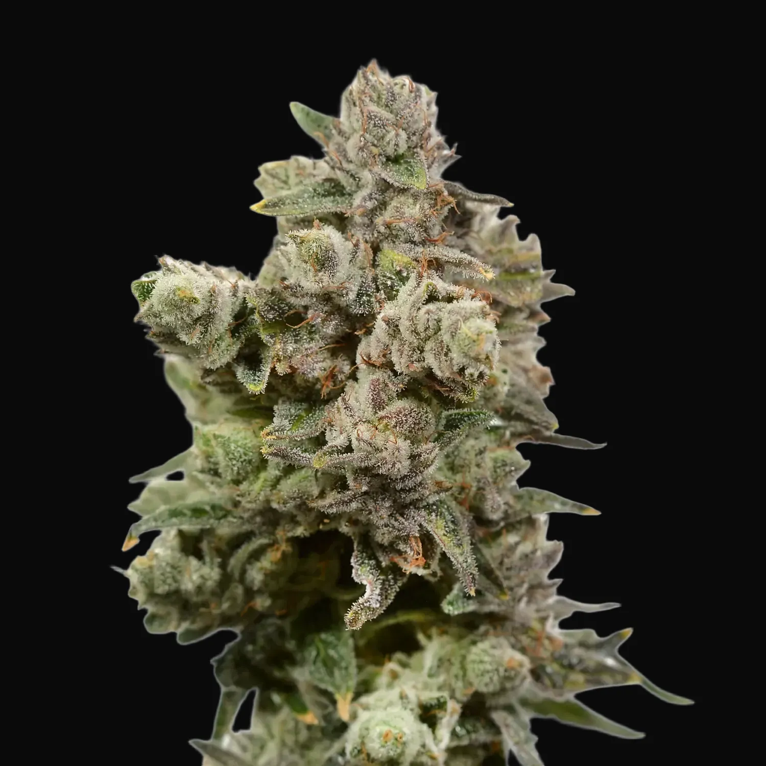 White Choco Haze