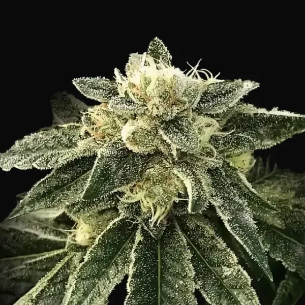White Chocolope