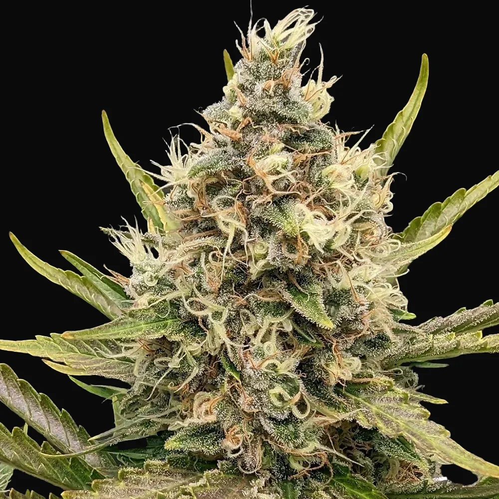 White Critical