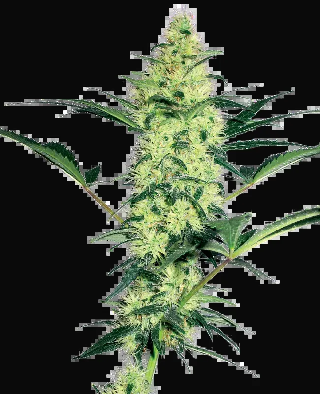 White Diesel Feminized