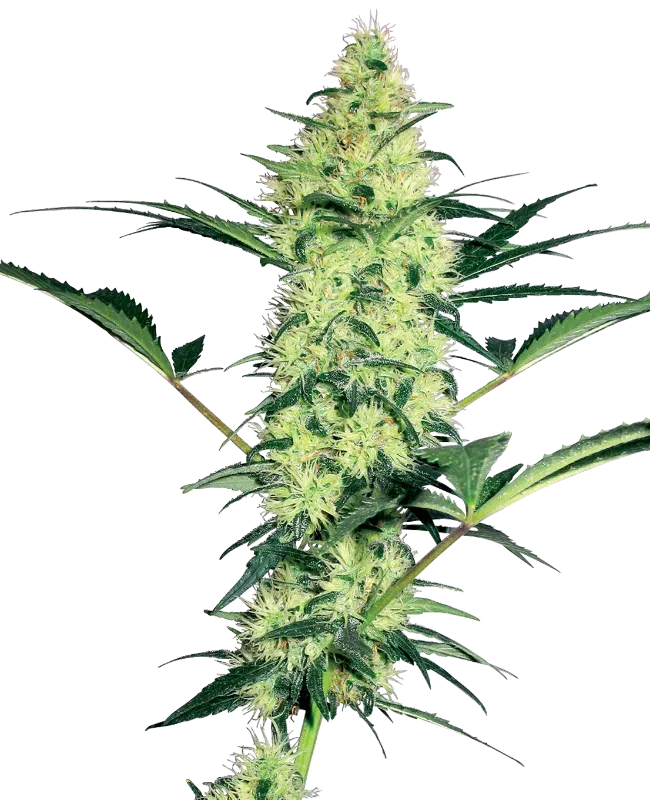 White Diesel Feminized