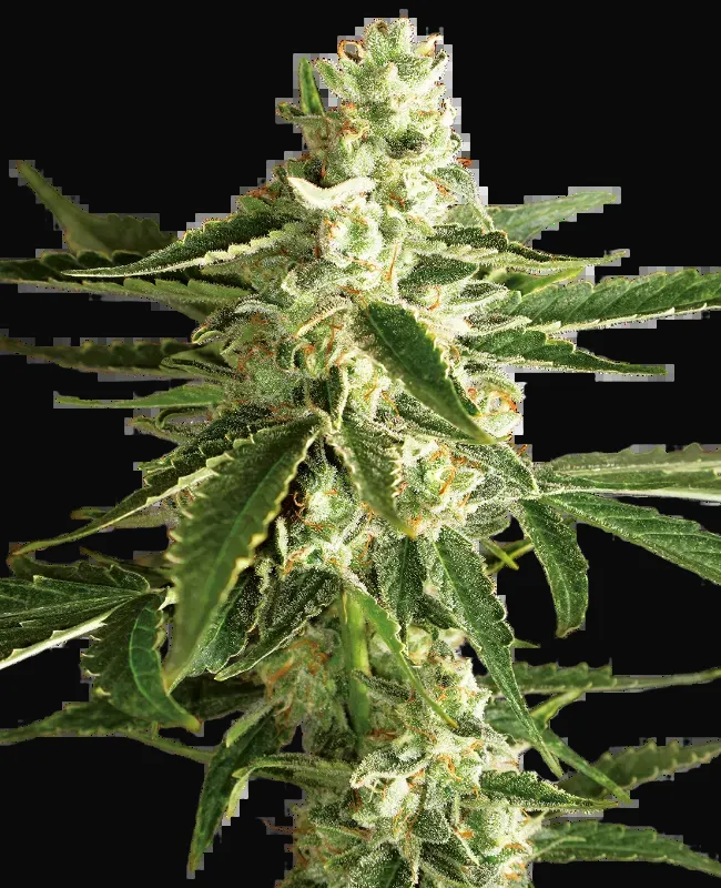 White Diesel Haze Automatic