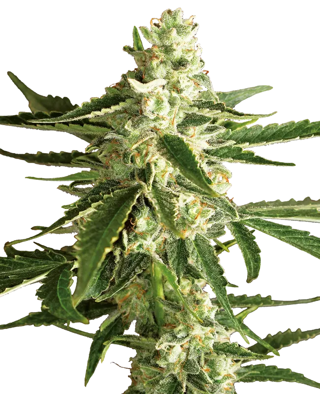 White Diesel Haze Automatic