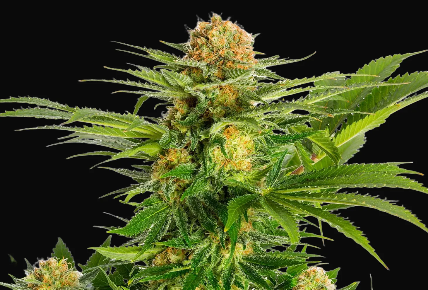 White Domina