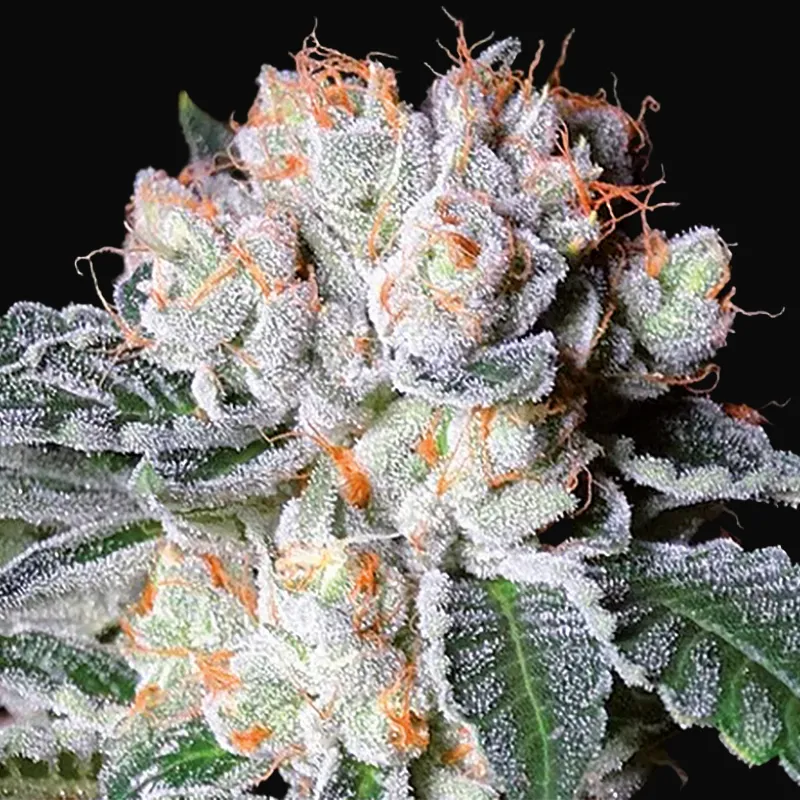 White Fire OG