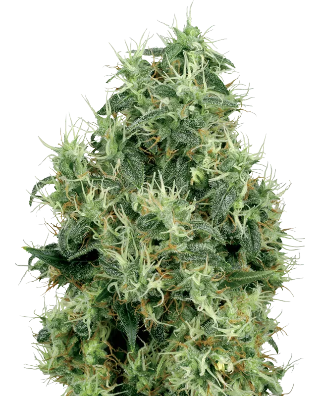White Gold Feminized