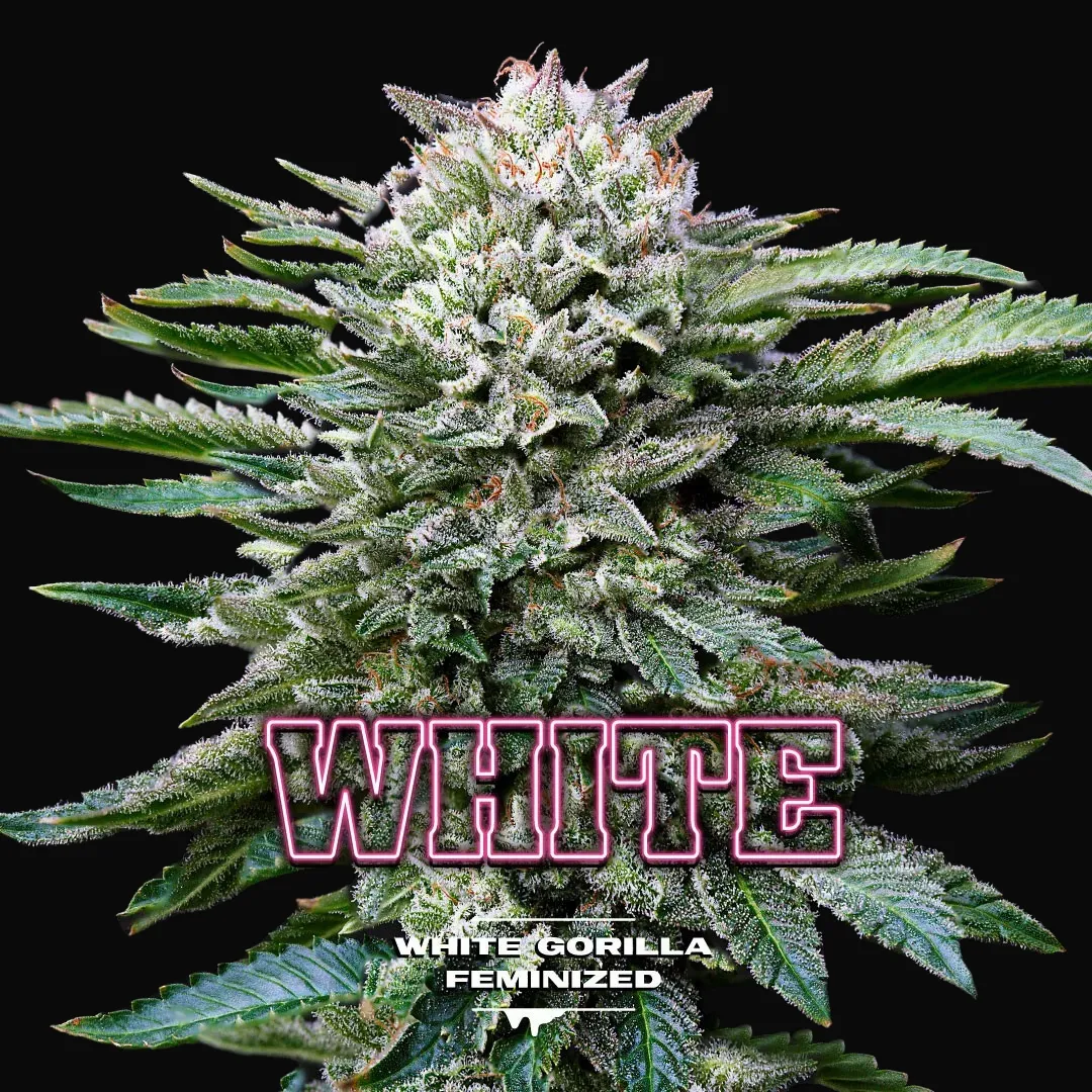 White Gorilla