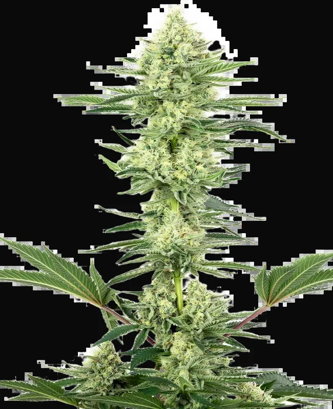 White Gorilla Haze