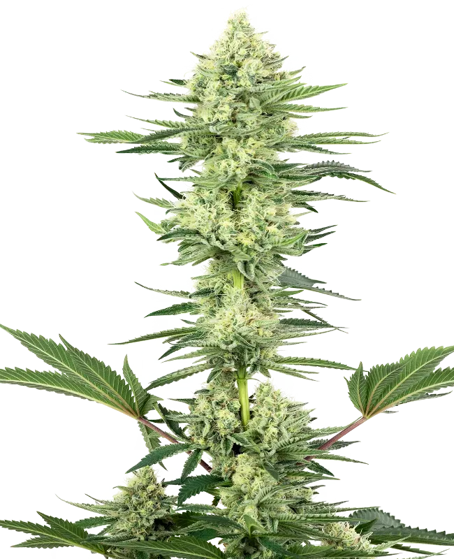 White Gorilla Haze