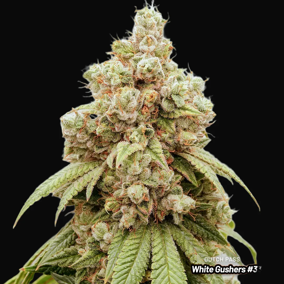 White Gushers #33