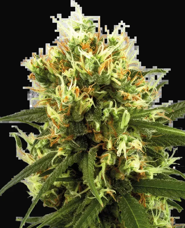 White Haze Automatic