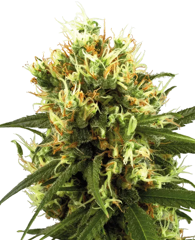 White Haze Automatic