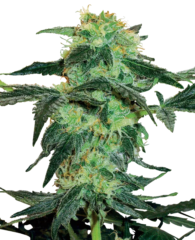 White Ice Feminized