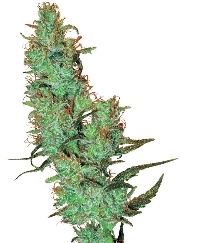 White Label Jack Herer