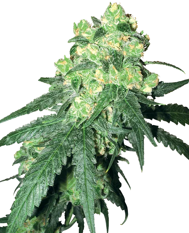 White Label Rhino