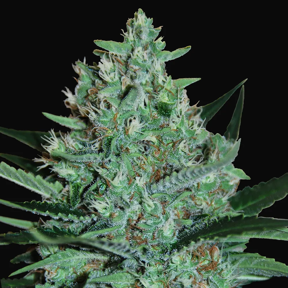 White Lavender
