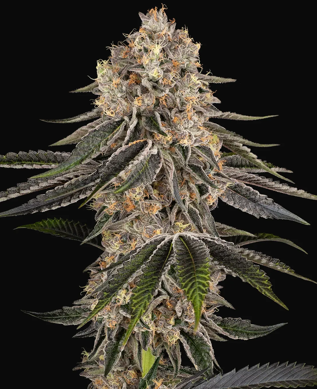 White Orangutan Feminized