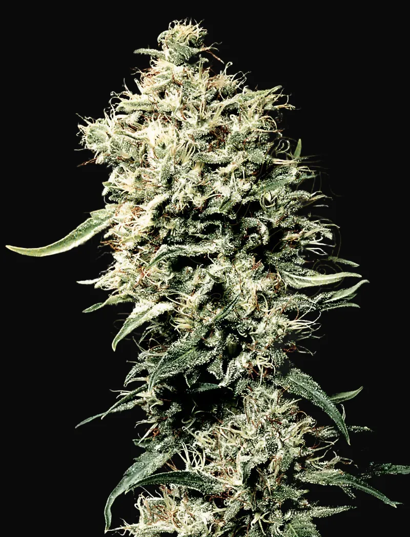 White Rhino