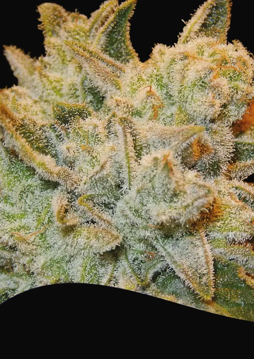 White Runtz