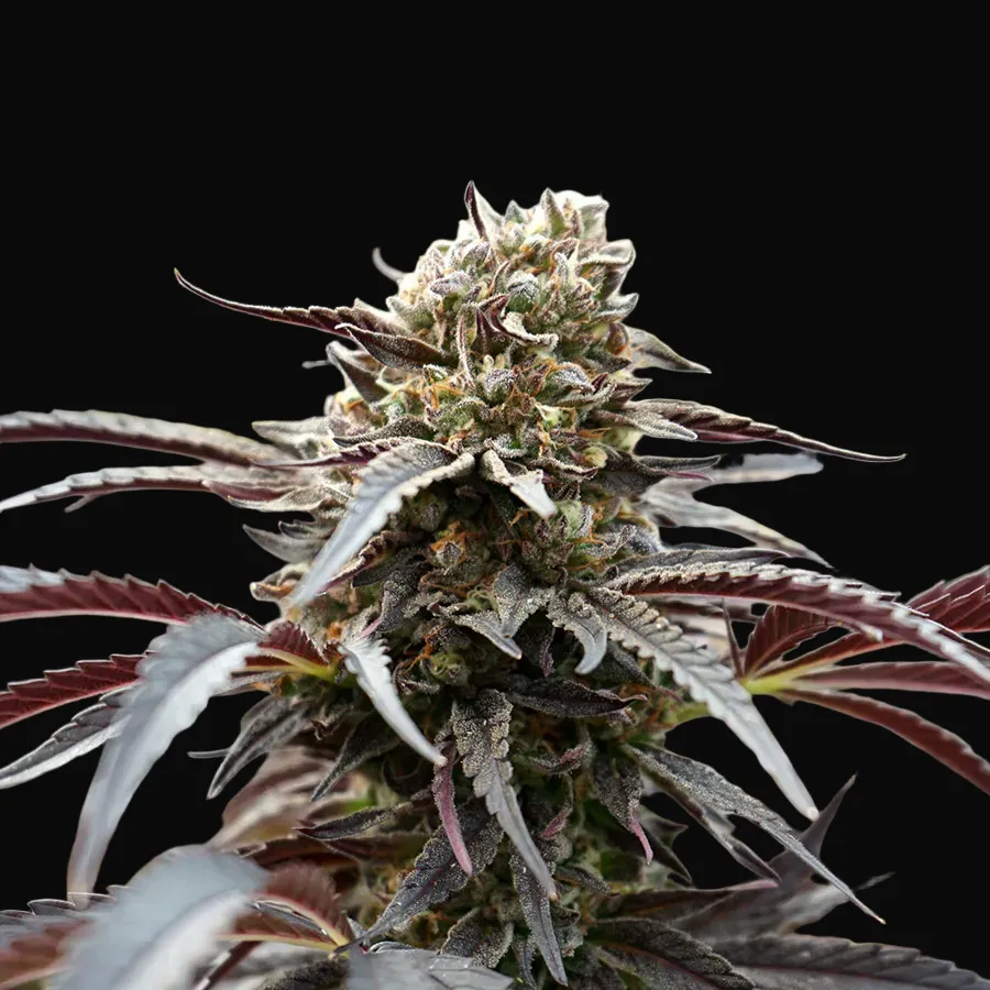 White Runtz Fast Flowering