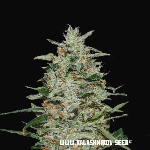 White Russian OG