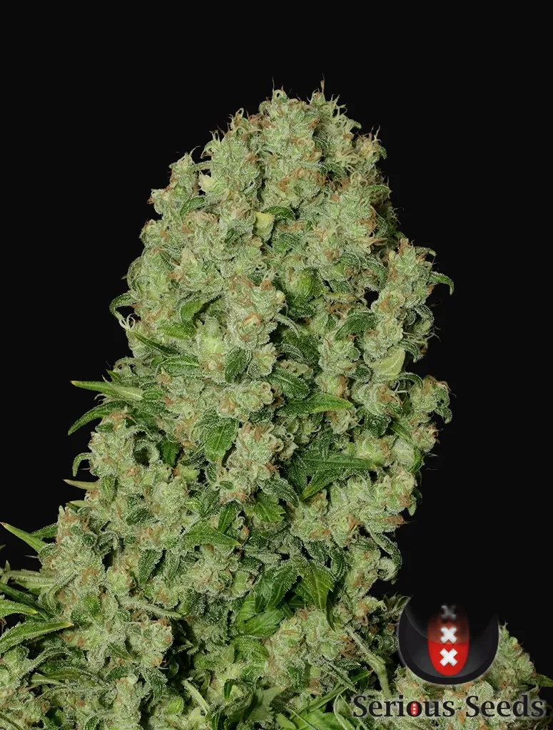 White Russian Regular