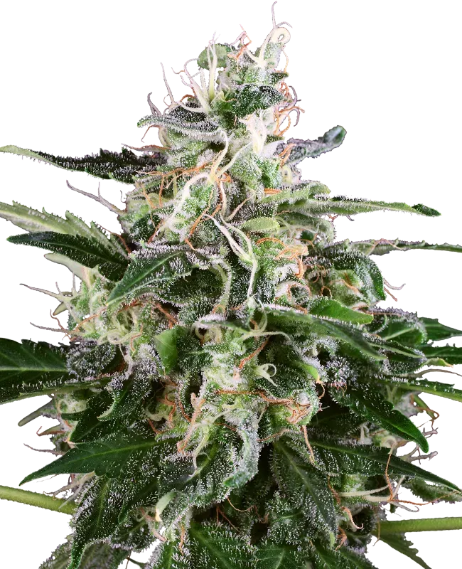 White Skunk Automatic