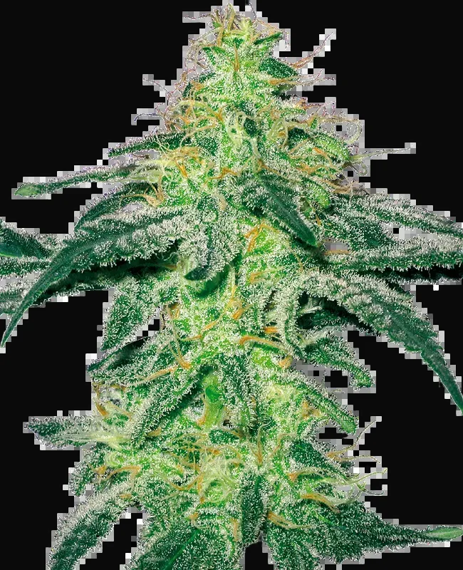 White Skunk Feminized