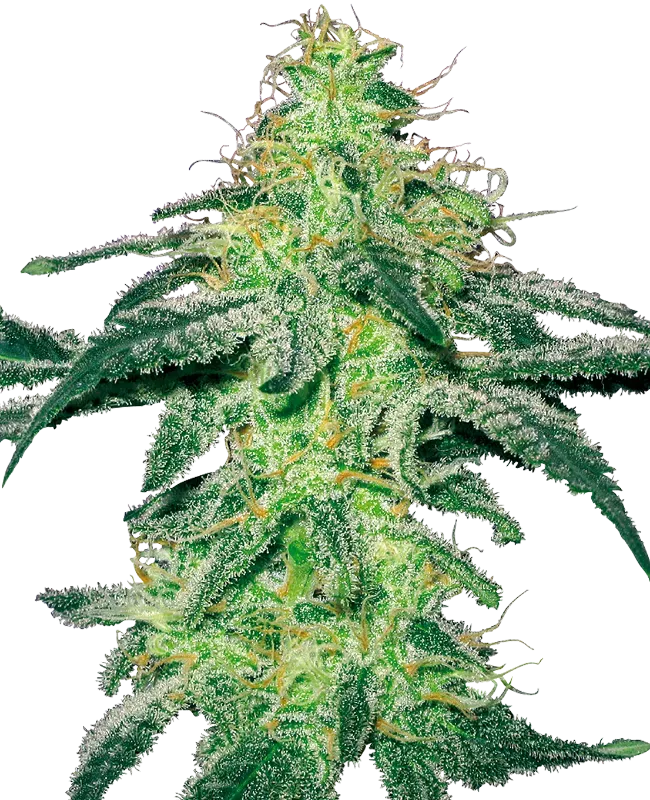 White Skunk Feminized