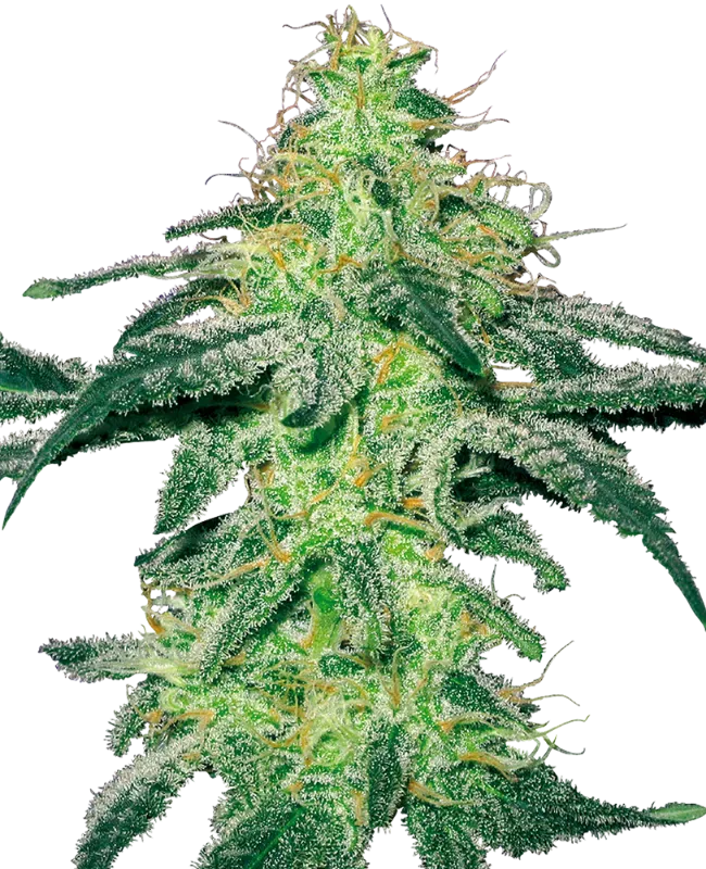 White Skunk